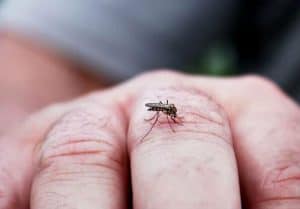 mosquitos peligrosos