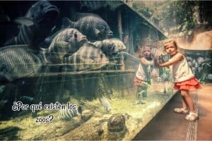 Por qué existen los zoos