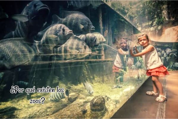 Por qué existen los zoos