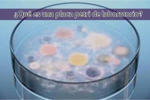 ¿Qué es una placa petri de laboratorio?