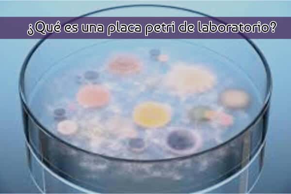 ¿Qué es una placa petri de laboratorio?