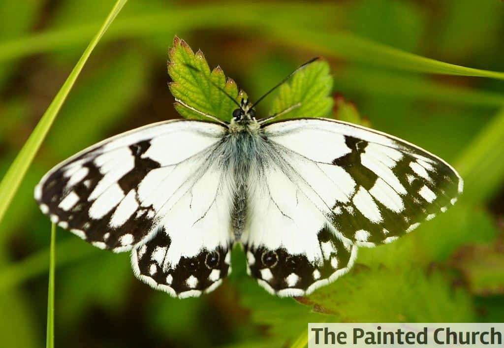 mariposas en parque natural