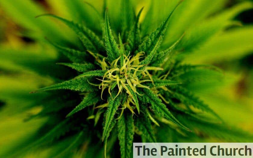 ¿Es seguro invertir en un negocio de CBD?
