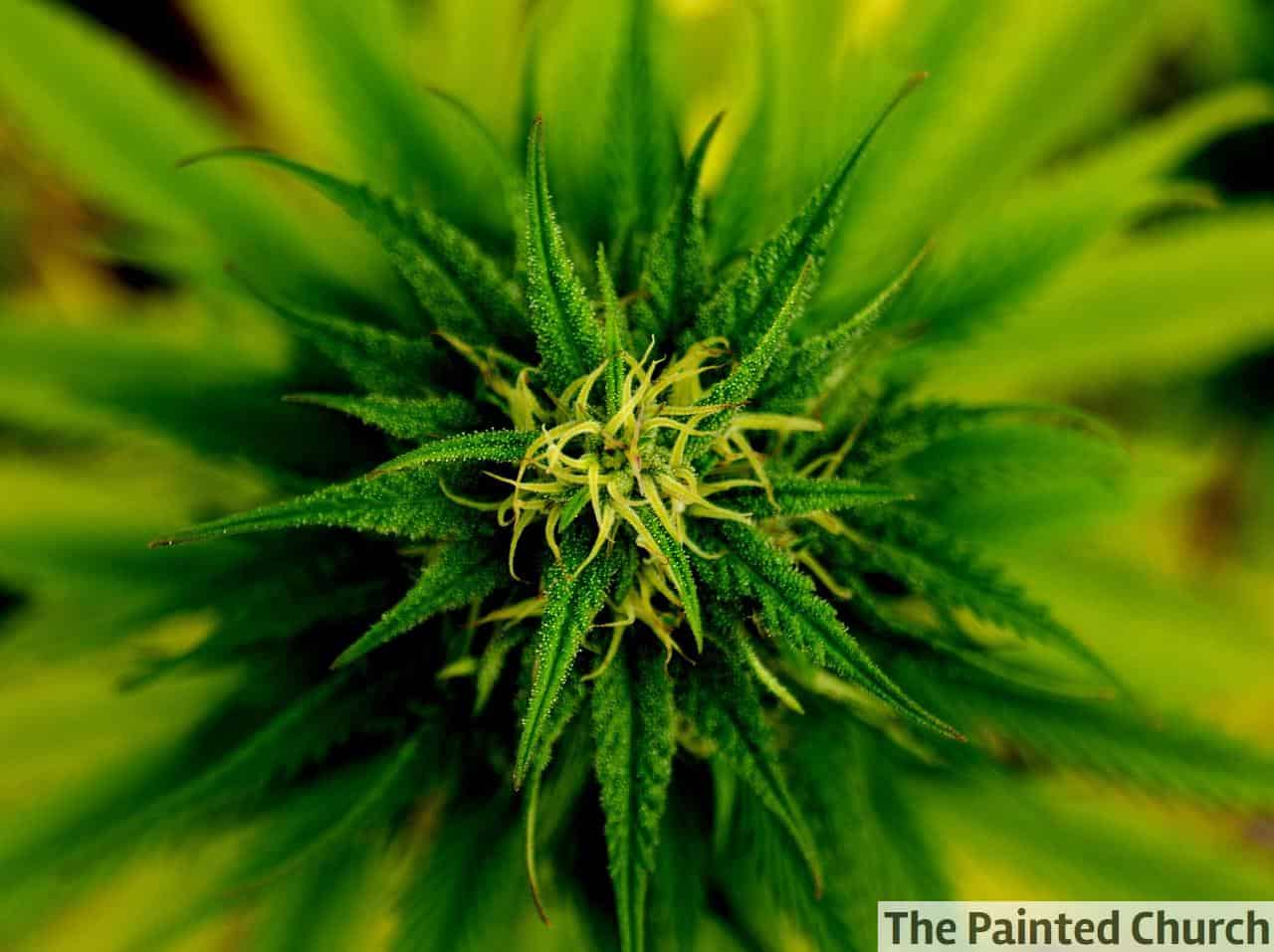¿Es seguro invertir en un negocio de CBD?