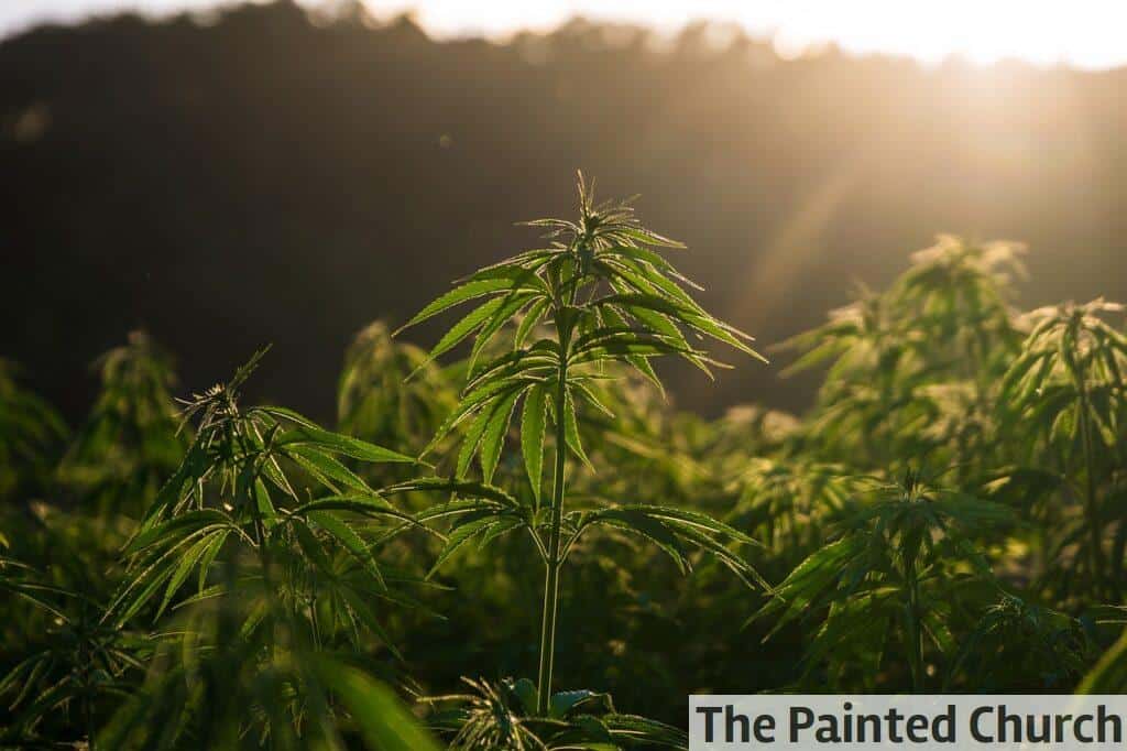 invertir en un negocio de CBD